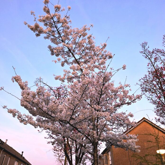 Picture Credit: Seetha Free to use