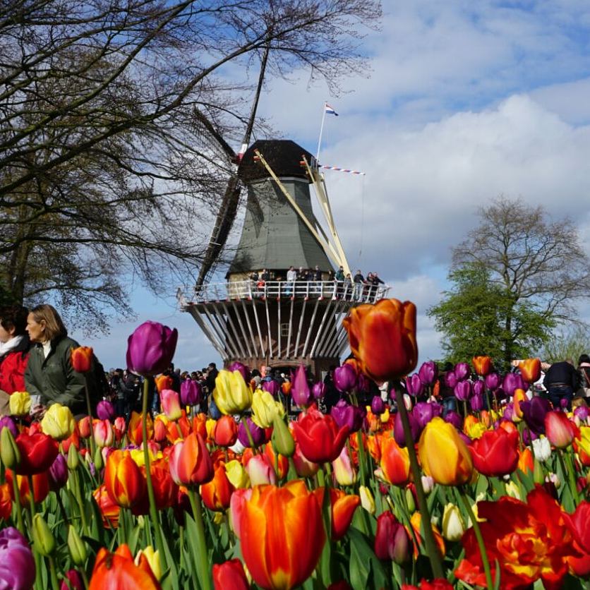 Keukenhof_PC Seetha
