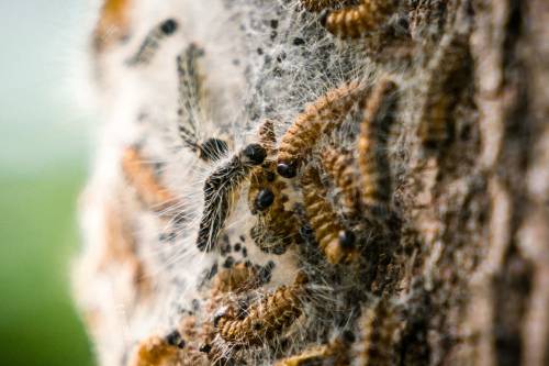 Oak caterpillars