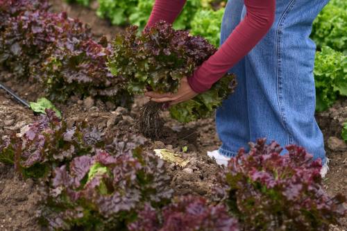 Organic soil with peat
