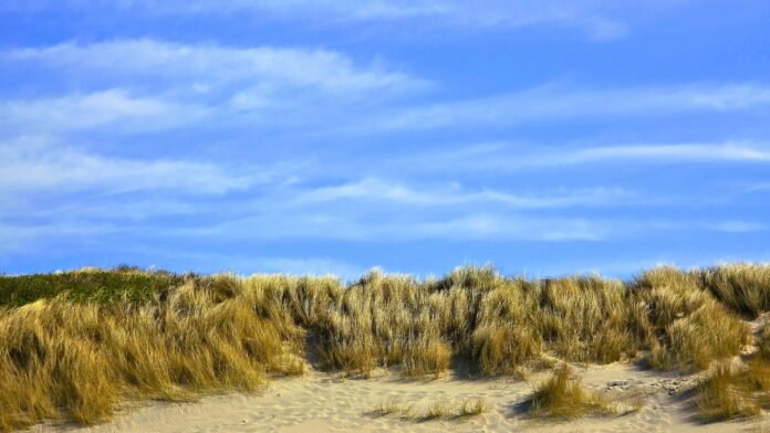 Dutch coast