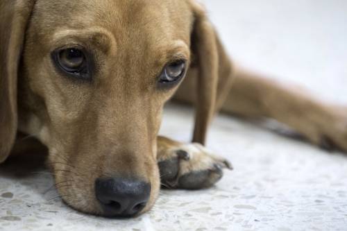 animal neglegance