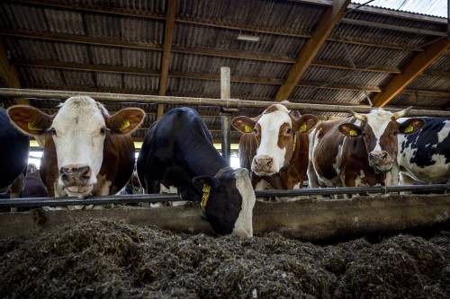 Cattle reduction