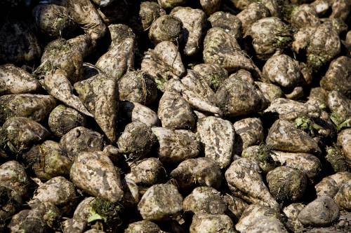 Sugar beet