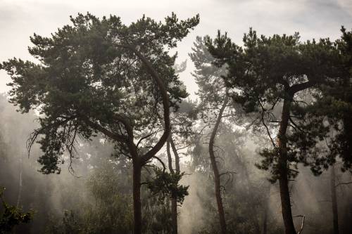 Wild fire in Venray