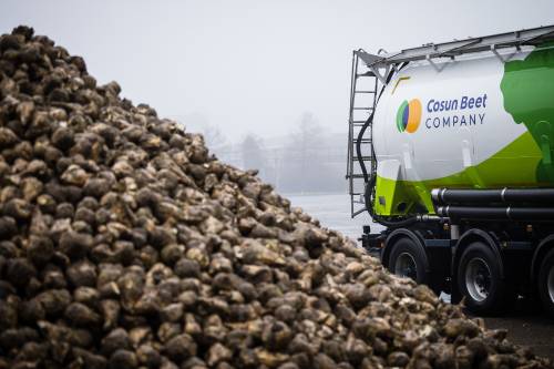 Suikerbieten bij Royal Cosun