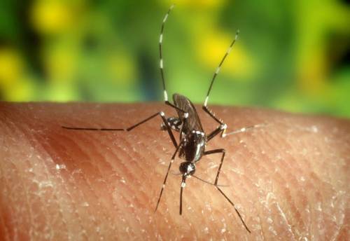 West nile virus