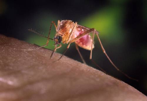 West nile virus